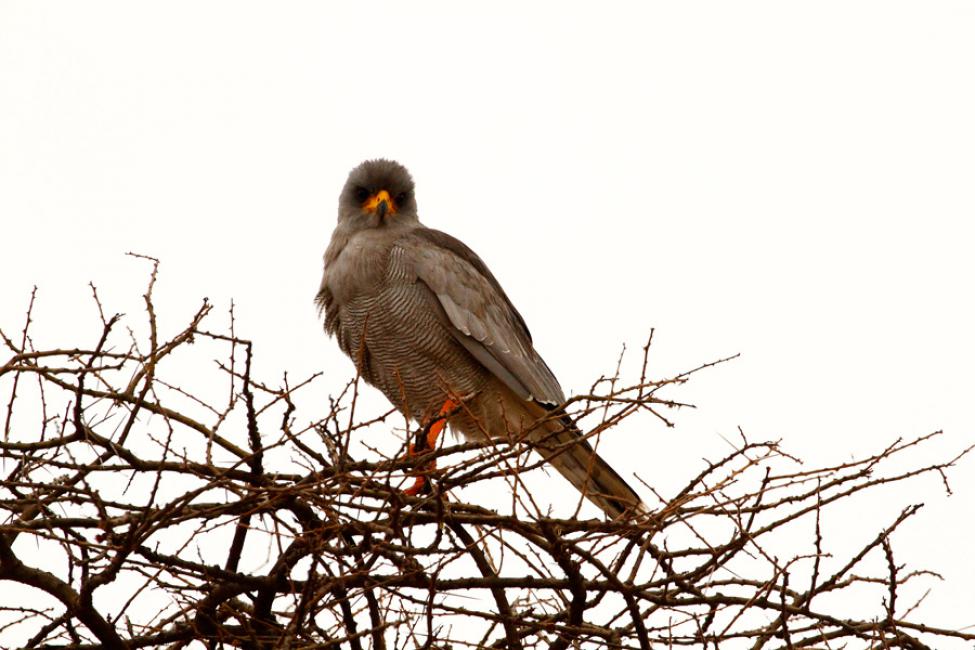 Azor lagartijero adulto - Somali chanting goshawk